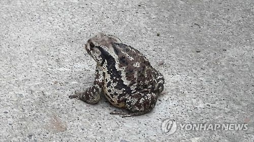 두꺼비 [연합뉴스 자료사진]