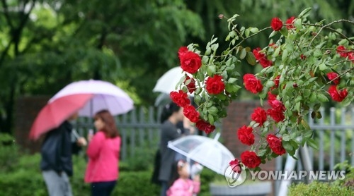 장미 대선 풍경…우산 쓰고 투표 행렬