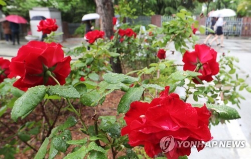 19대 대선 투표소 앞에 핀 장미