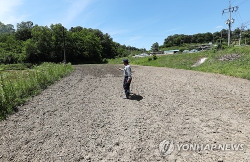 5일 모내기도 못할 정도로 말라버린 경기 여주의 논.