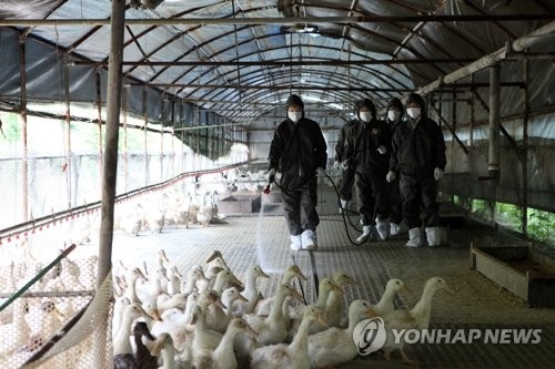 하루새 AI 의심신고 무더기 접수…전북 집중 확산(종합) - 1
