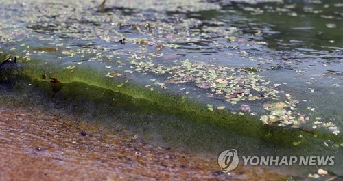 합천창녕보 주변 녹조