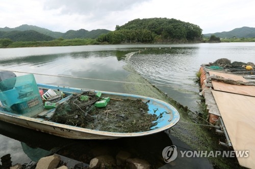 낙동강 달성보 인근서 녹조 띠