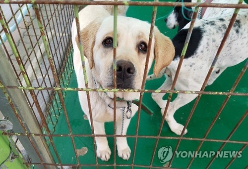 주인을 애절하게 기다리는 유기견