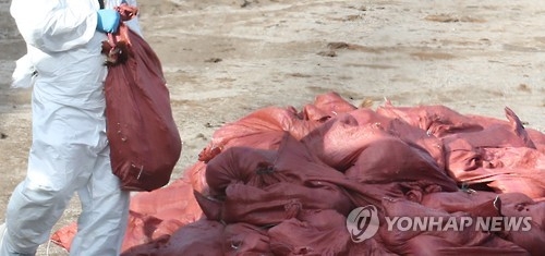 살처분 시작