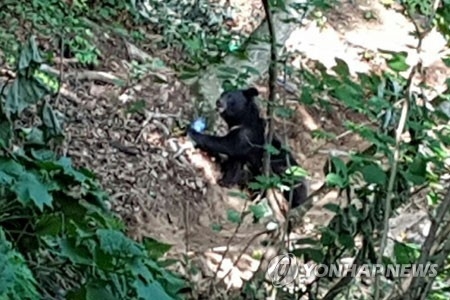 김천 수도산에 나타난 반달곰