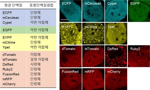 형광단백질을 이용한 군집 형성 설명도