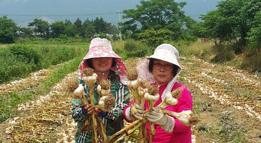 코끼리마늘 수확하는 농민들