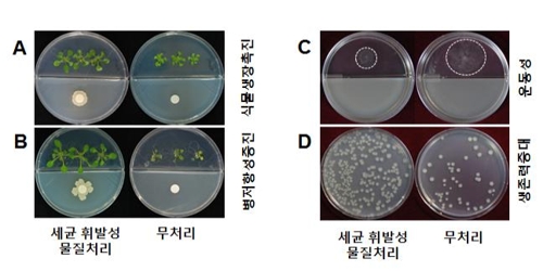세균 냄새 '눈'으로 맡는다…표준화된 분석틀 개발 - 2