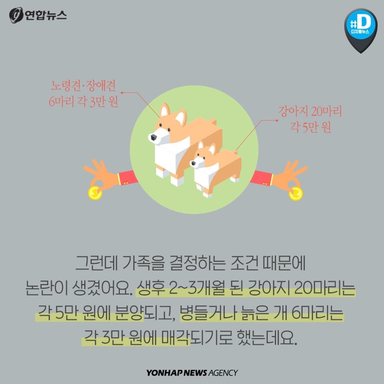 [카드뉴스] "국내 멸종 위기 강아지 단돈 5만원에 팝니다" - 4