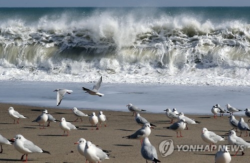 해변 덮치는 성난 너울성 파도[연합뉴스 자료사진]