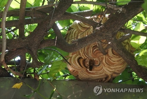 벌집