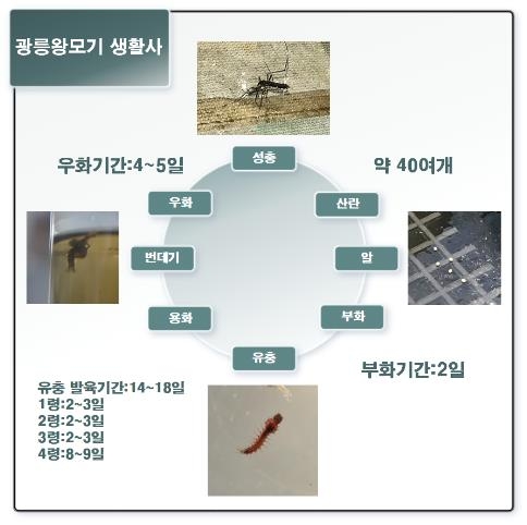 광릉왕모기의 생애주기
