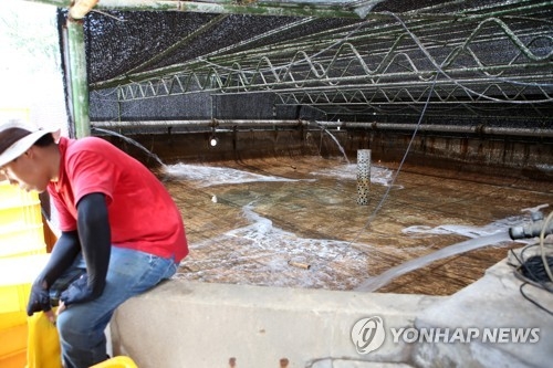 (포항=연합뉴스) 손대성 기자 = 포항시 남구 구룡포읍에 있는 영동수산 양식장에서 한 직원이 죽은 강도다리를 퍼내 텅 빈 수조 앞에 앉아 있다.
