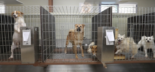 휴가철 계곡 버려진 비닐봉지서 젖먹이 강아지 3마리 '꿈틀' - 3