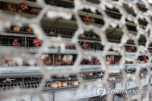 피리다벤 검출 논산 양계농장
