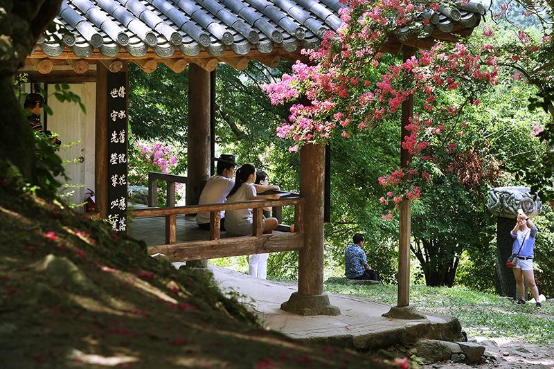 탐방객들이 명옥헌 정자마루에 걸터앉아 배롱나무꽃을 감상하고 있다. 