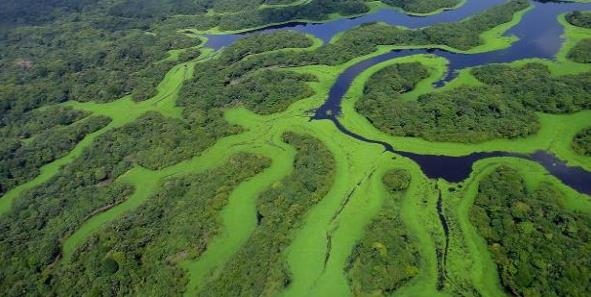 브라질에서 '지구의 허파'로 일컬어지는 아마존 열대우림 개발을 둘러싸고 논란이 벌어지고 있다. [브라질 뉴스포털 UOL]