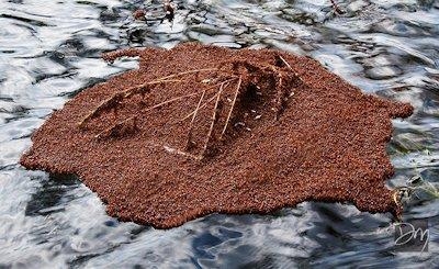 군체를 이룬 채 물 흐름을 따라 이동하는 불개미떼.www.coastalreview.org