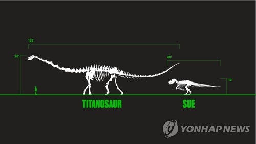 미국 시카고 필드뮤지엄에 전시될 역대최대 초식공룡 파타고티탄 마요룸(티타노사우루스 속)과 필드뮤지엄의 인기 공룡화석 티라노사우루스 렉스 '수' 크기 비교