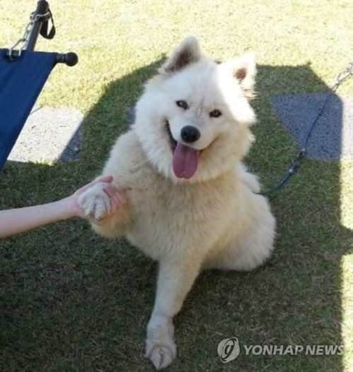 반려견 (연합뉴스 자료 사진)