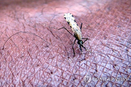 말라리아를 옮기는 모기 [EPA=연합뉴스