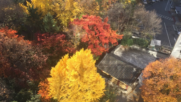 올가을 단풍 예년보다 늦다…설악산 27일 시작 - 1