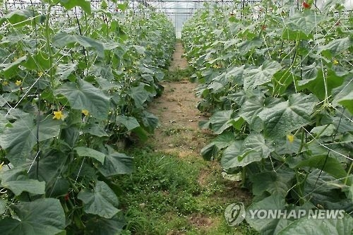 오이밭