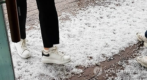 '우박 폭탄'에 벼·과일 우수수…전국 1천900㏊ 피해 - 3