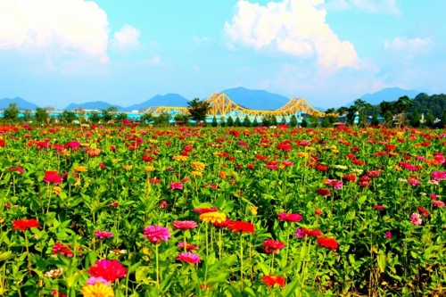 낙동강변에서 열리는 백일홍 축제