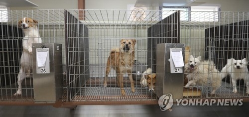[반려견의 추석나기] 연휴에 버려지는 반려동물 2천마리…"유기, 처벌 강화" - 1