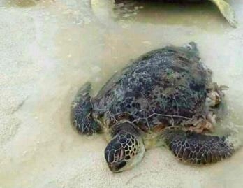 배딱지 뜯긴 채 해변 밀려온 바다거북들