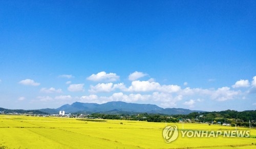 무르익은 벼