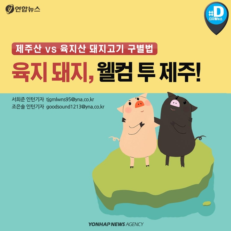 [카드뉴스] 제주산 vs 육지산 구별법… 육지 돼지, 웰컴 투 제주 - 1