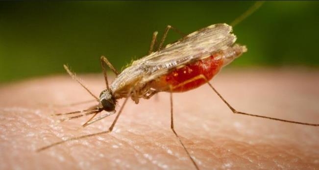 말라리아를 옮기는 학질모기 [국영 뉴스통신 아젠시아 브라질]