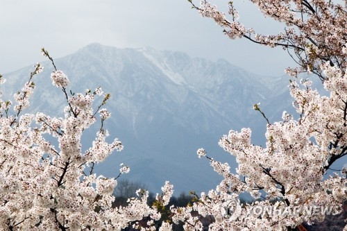 벚꽃과 눈