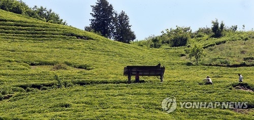 자연이 빚어낸 진한 연둣빛 야생 녹차밭