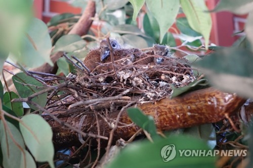 '남북 정상회담 길조'…새끼 비둘기 2마리