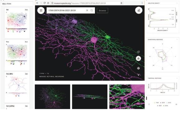 망막의 신경절세포 유형이 구축된 온라인 가상전시관 홈페이지 [과학기술정보통신부 제공]