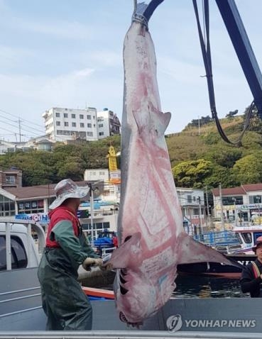 거제서 잡힌 4m 짜리 백상아리 추정 상어