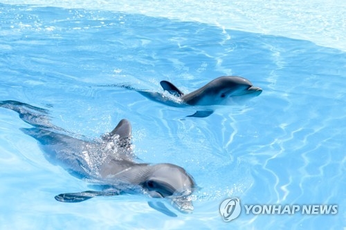리스본 동물원에서 갓 태어난 아기 돌고래와 어미