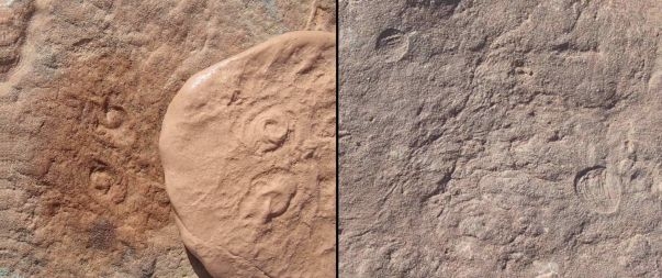 오바무스(왼쪽)와 어텐보라이츠 화석 