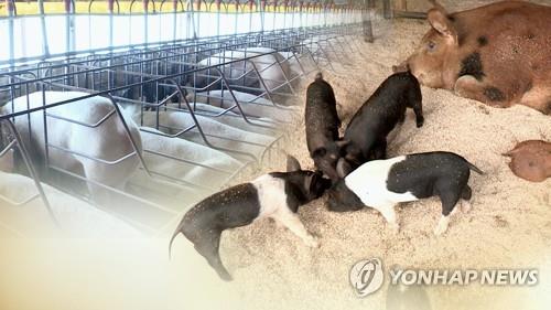 "아프리카돼지열병 전파 막아라"…양돈 농가 비상 (CG)