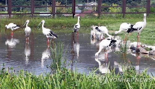 예산 황새공원