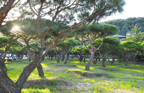 옥천면의 한 거리에서는 아름다운 소나무를 바라볼 수 있다.(성연재)