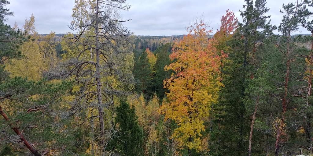 (헬싱키=연합뉴스) 핀란드의 숲. 국토의 75%가 숲인 핀란드는 숲이 최대 자원이다. 