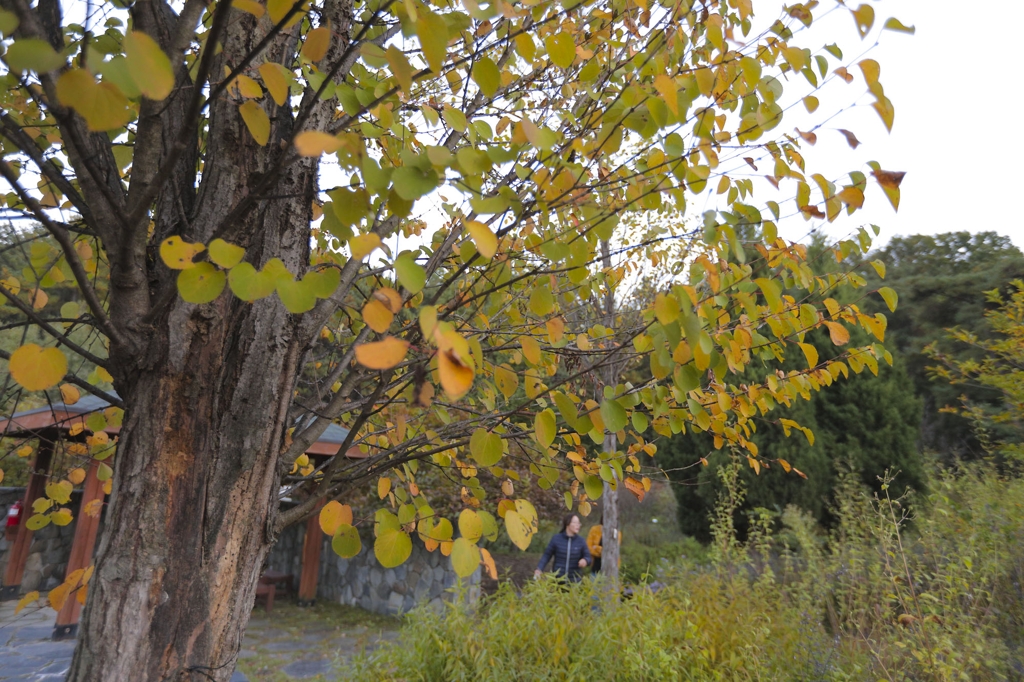 가을 분위기 물씬 나는 여주 수목원(성연재)