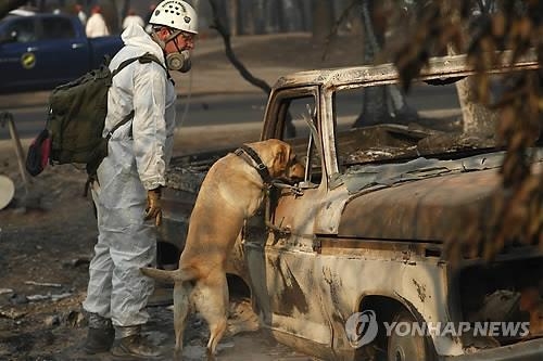 산불 피해지역 수색하는 탐지견