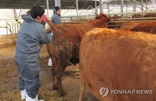 한우 브루셀라증 감염 검사
