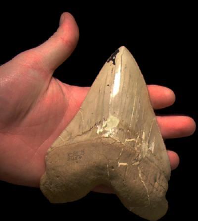 손바닥 크기의 메갈로돈 이빨 화석 